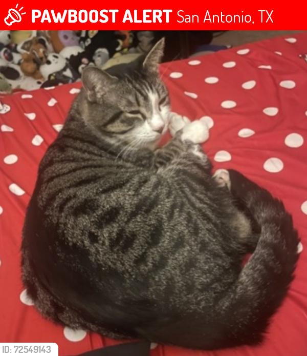Lost Male Cat last seen Was last seen at 5911 duck lake SA Tx, San Antonio, TX 78244