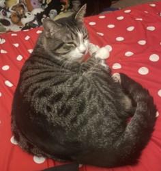Lost Male Cat last seen Was last seen at 5911 duck lake SA Tx, San Antonio, TX 78244