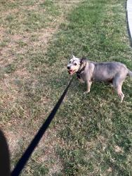 Lost Female Dog last seen Lanark/Austin Hwy , San Antonio, TX 78218