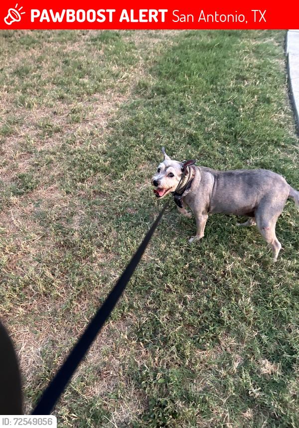 Lost Female Dog last seen Lanark/Austin Hwy , San Antonio, TX 78218
