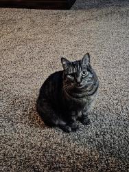 Lost Female Cat last seen Staybridge Suites North, Colorado Springs , Colorado Springs, CO 80919