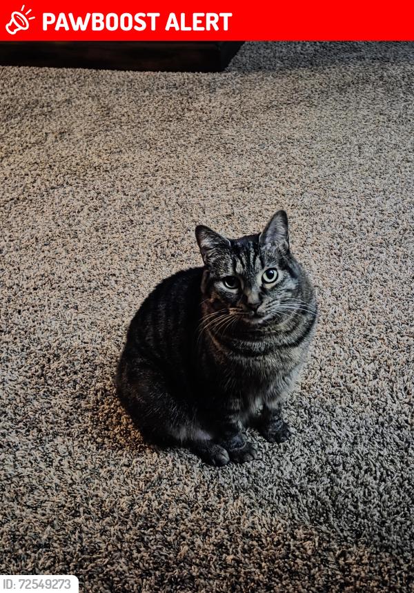 Lost Female Cat last seen Staybridge Suites North, Colorado Springs , Colorado Springs, CO 80919