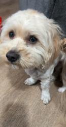 Lost Male Dog last seen Crocket ave and Lou dillen , Los Angeles, CA 90003