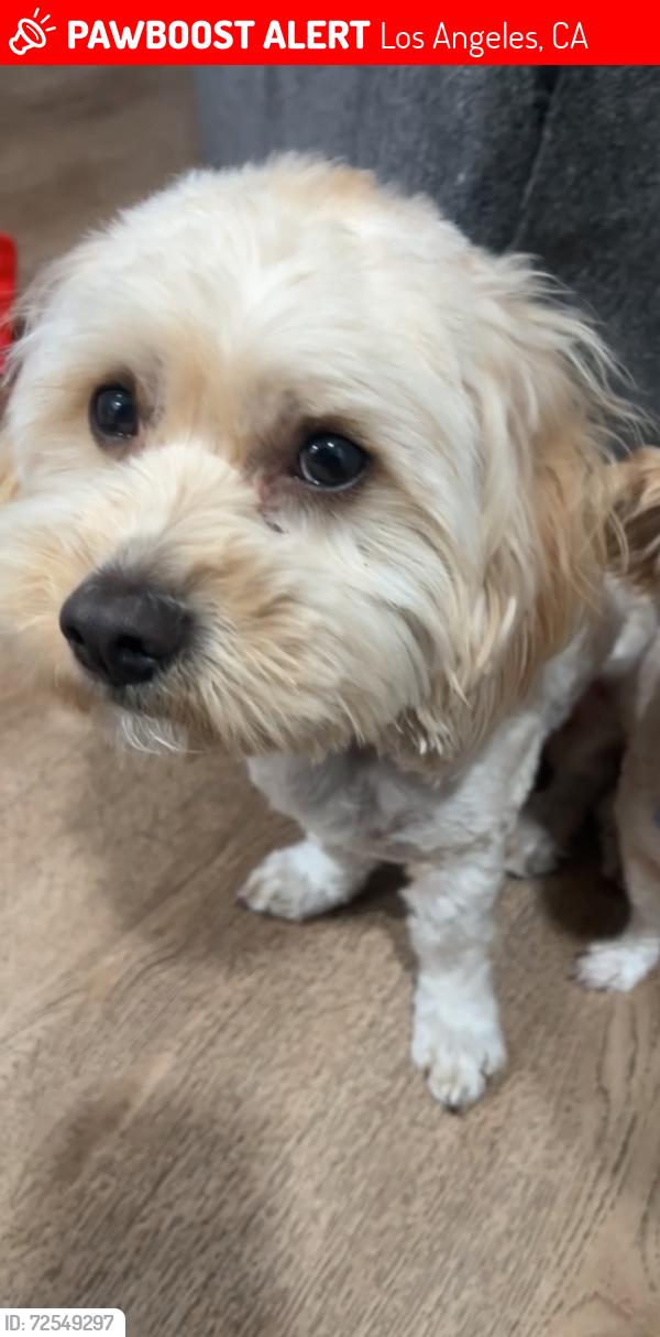 Lost Male Dog last seen Crocket ave and Lou dillen , Los Angeles, CA 90003