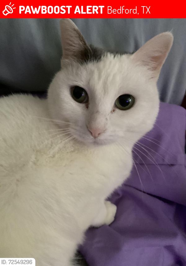 Lost Female Cat last seen Near Sierra Springs Dr, Bedford, TX 76021