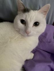 Lost Female Cat last seen Near Sierra Springs Dr, Bedford, TX 76021