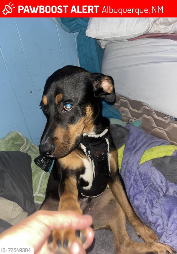 Lost Male Dog last seen Central Elizabeth, Albuquerque, NM 87123