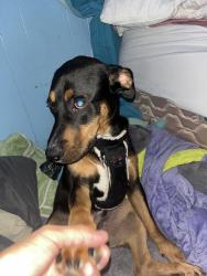 Lost Male Dog last seen Central Elizabeth, Albuquerque, NM 87123