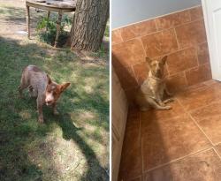 Lost Female Dog last seen Rio Bravo and 2nd Street , South Valley, NM 87105