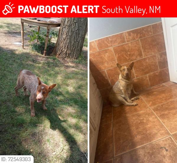 Lost Female Dog last seen Rio Bravo and 2nd Street , South Valley, NM 87105