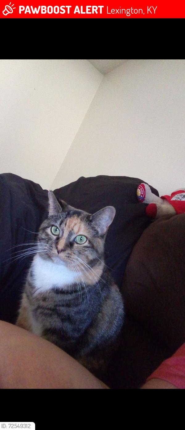 Lost Female Cat last seen Ohio st, 5th street, 4th street area, Lexington, KY 40508