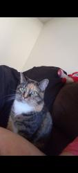 Lost Female Cat last seen Ohio st, 5th street, 4th street area, Lexington, KY 40508