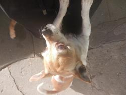 Lost Female Dog last seen Near N E St, San Bernardino, CA 92405, San Bernardino, CA 92405