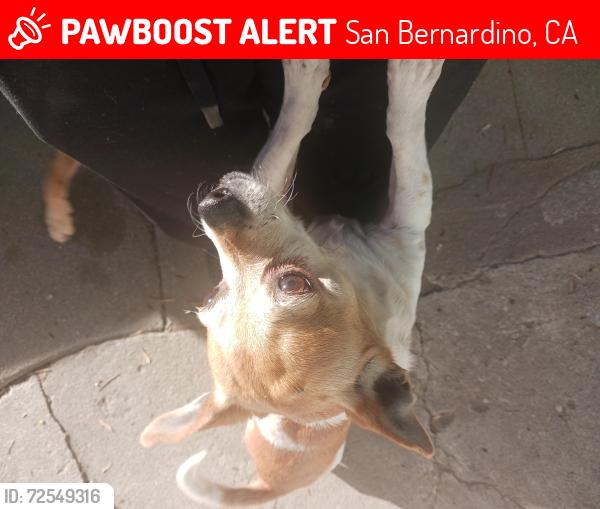 Lost Female Dog last seen Near N E St, San Bernardino, CA 92405, San Bernardino, CA 92405