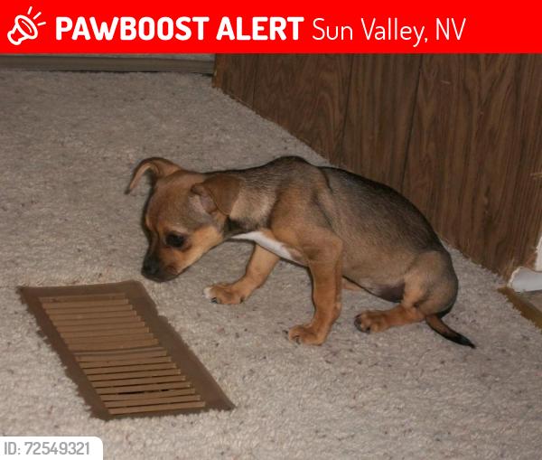 Lost Female Dog last seen Leon and Dutch flt, Sun Valley, NV 89433