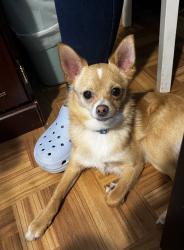 Lost Male Dog last seen Near Warren Lane, Fort Worth, TX 76112