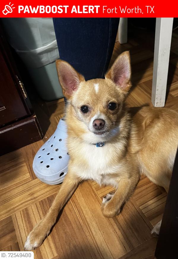 Lost Male Dog last seen Near Warren Lane, Fort Worth, TX 76112