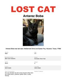 Lost Male Cat last seen Primary residence is behind the Houston Gran Prix off of the Eastex Fwy, could possibly be hanging around a grey cat, Houston, TX 77032