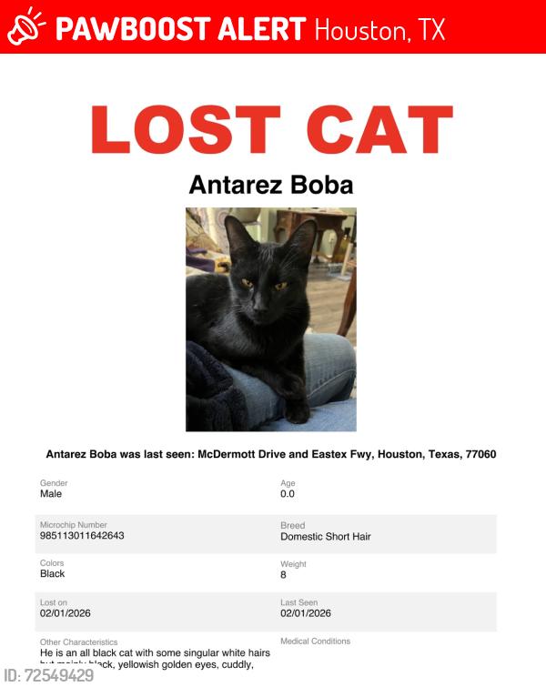 Lost Male Cat last seen Primary residence is behind the Houston Gran Prix off of the Eastex Fwy, could possibly be hanging around a grey cat, Houston, TX 77032
