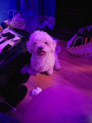 Lost Female Dog last seen Haley st & bernard st, Bakersfield, CA 93305