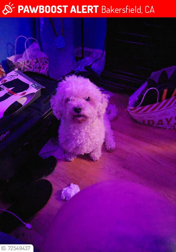 Lost Female Dog last seen Haley st & bernard st, Bakersfield, CA 93305