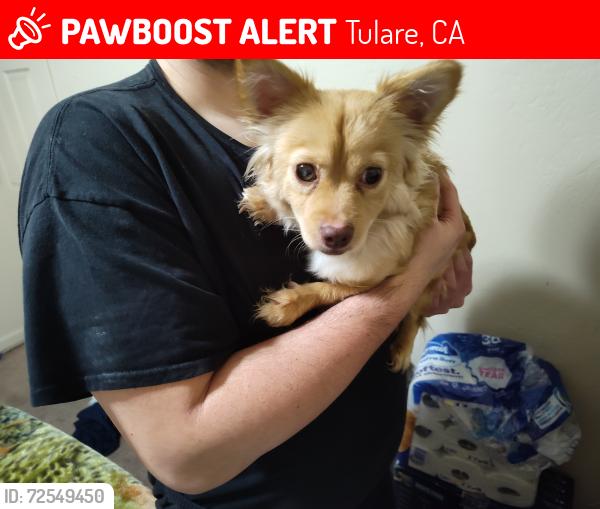Lost Female Dog last seen Near West pleasant avenue , Tulare, CA 93274