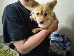 Lost Female Dog last seen Near West pleasant avenue , Tulare, CA 93274