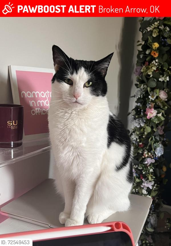 Lost Female Cat last seen W los angeles st. , Broken Arrow, OK 74011