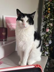 Lost Female Cat last seen W los angeles st. , Broken Arrow, OK 74011