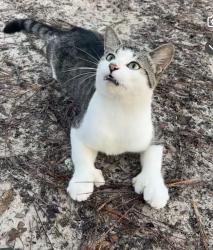 Lost Male Cat last seen Ridge Manor Estates, Hernando County, FL 33597