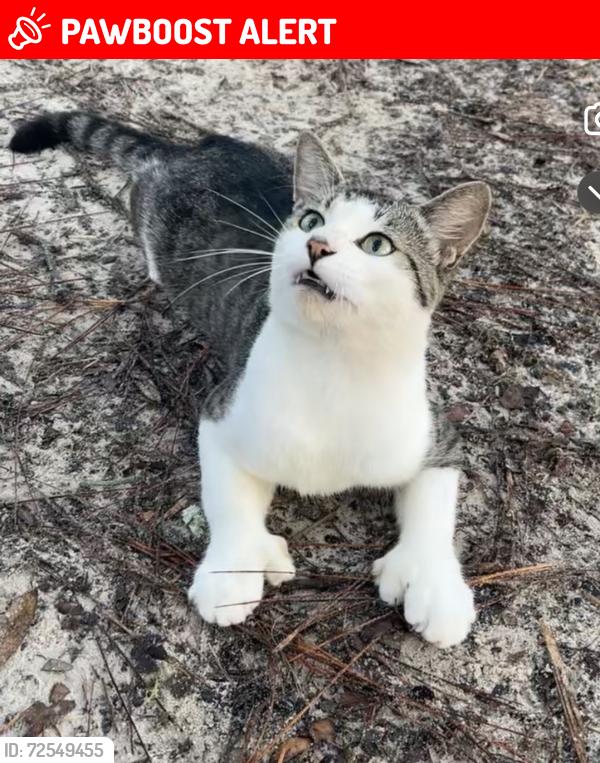 Lost Male Cat last seen Ridge Manor Estates, Hernando County, FL 33597