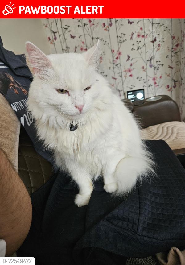 Lost Male Cat last seen Folkestone road Clayton , Greater Manchester, England M11 4LR