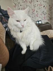 Lost Male Cat last seen Folkestone road Clayton , Greater Manchester, England M11 4LR