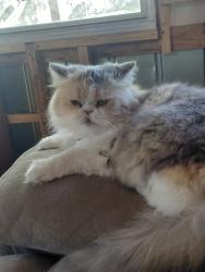 Lost Female Cat last seen Near hwy 280 east Chappell hill texas 77426, Chappell Hill, TX 77426
