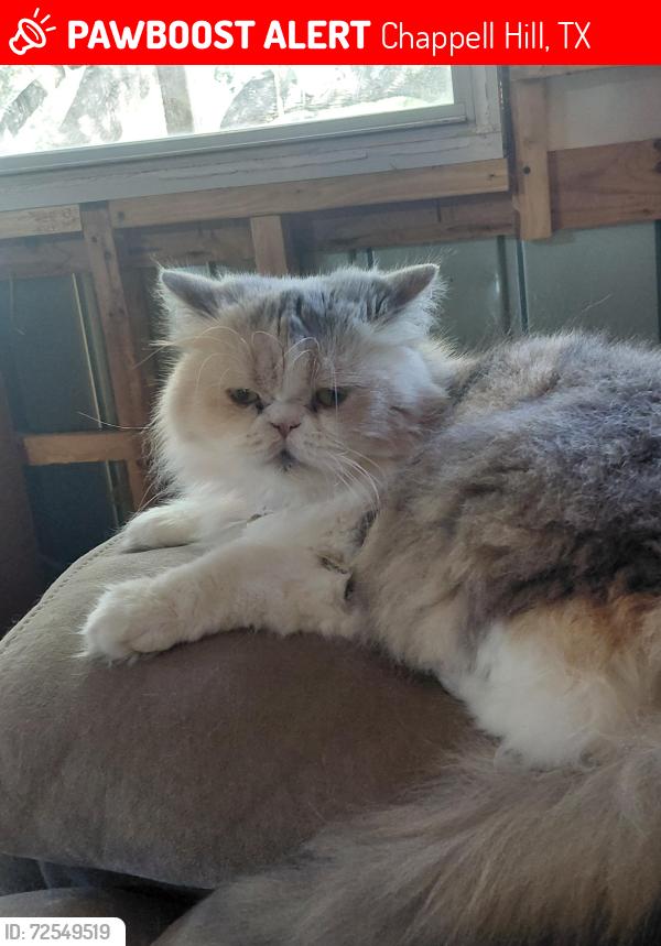 Lost Female Cat last seen Near hwy 280 east Chappell hill texas 77426, Chappell Hill, TX 77426