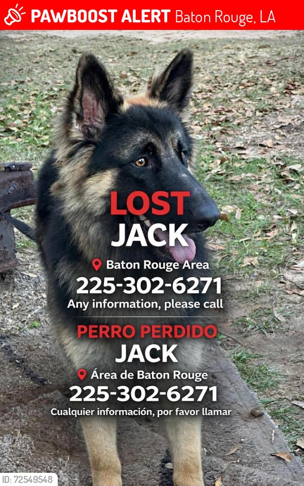 Lost Male Dog last seen Greenwell St dólar general, Baton Rouge, LA 70805