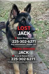 Lost Male Dog last seen Greenwell St dólar general, Baton Rouge, LA 70805