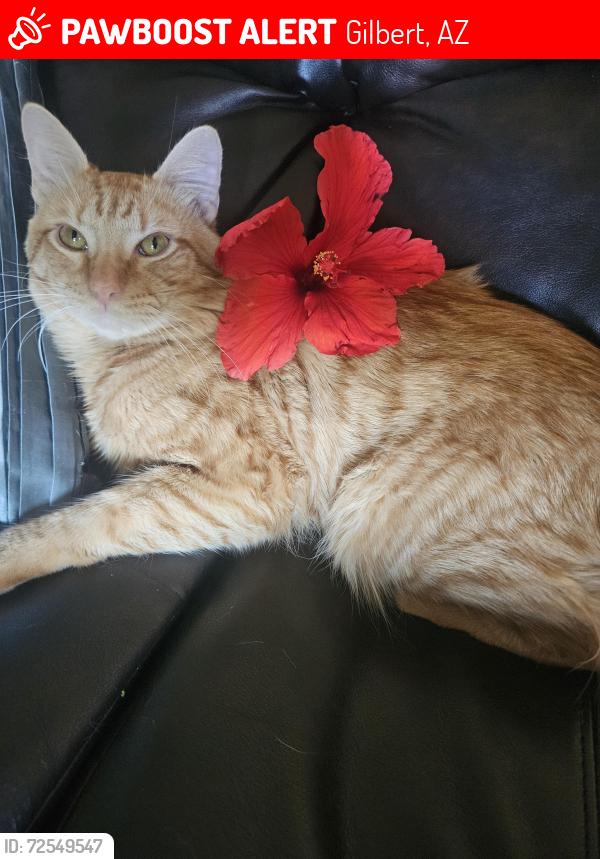 Lost Male Cat last seen Country Club and Baseline , Gilbert, AZ 85233