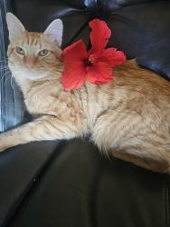 Lost Male Cat last seen Country Club and Baseline , Gilbert, AZ 85233