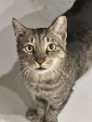 Lost Female Cat last seen Dykes and Pembroke Roads, Pembroke Pines, FL 33025