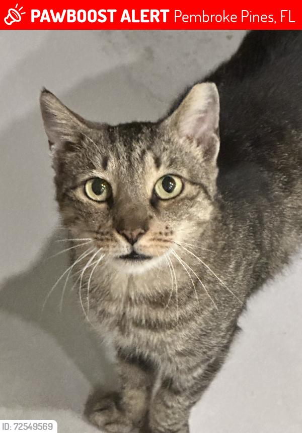 Lost Female Cat last seen Dykes and Pembroke Roads, Pembroke Pines, FL 33025