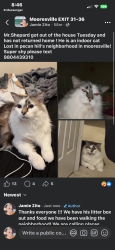 Lost Male Cat last seen Pecan hills neighborhood , Mooresville, NC 28115