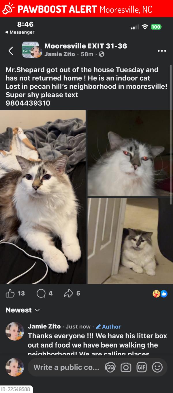 Lost Male Cat last seen Pecan hills neighborhood , Mooresville, NC 28115