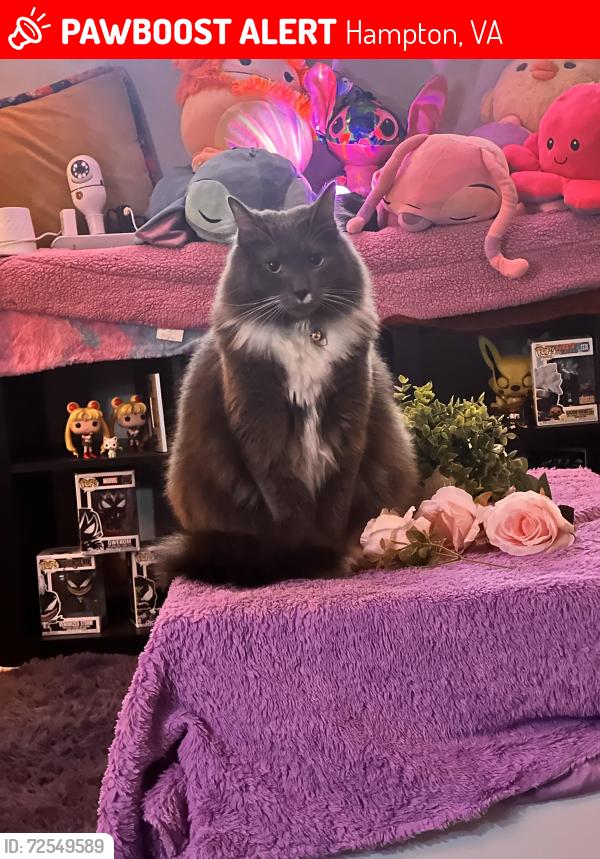 Lost Male Cat last seen Near Goldsboro dr , Hampton, VA 23605