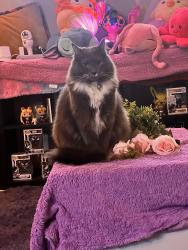 Lost Male Cat last seen Near Goldsboro dr , Hampton, VA 23605
