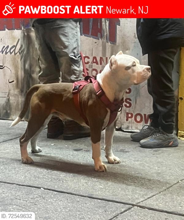 Lost Male Dog last seen Chicken shack, Newark, NJ 07108