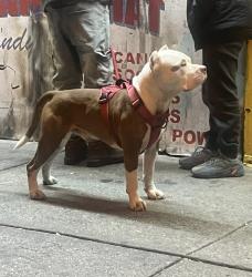 Lost Male Dog last seen Chicken shack, Newark, NJ 07108