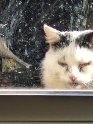 Found/Stray Male Cat last seen Crestview Elementary, Greer, SC 29651