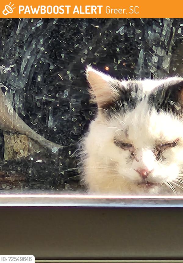 Found/Stray Male Cat last seen Crestview Elementary, Greer, SC 29651