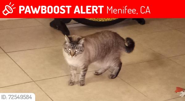 Lost Male Cat last seen Pinehurst Rd  & Bradley Rd, Menifee, CA 92586